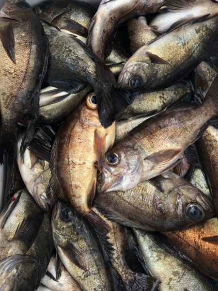 第二辰丸 釣果