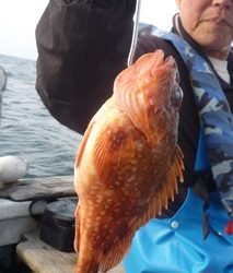 松福丸 釣果