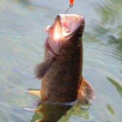 小菅トラウトガーデン 釣果