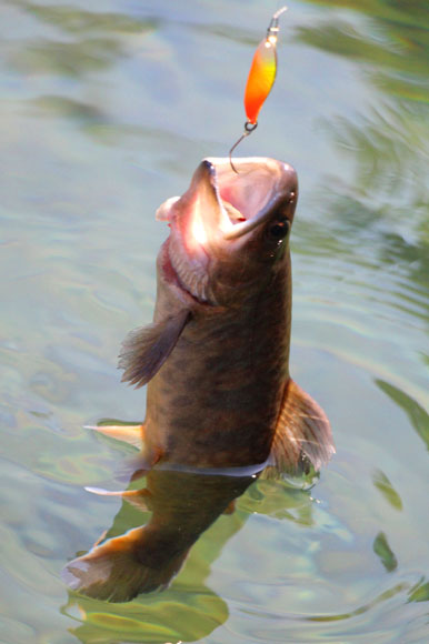 小菅トラウトガーデン 釣果