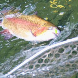 小菅トラウトガーデン 釣果