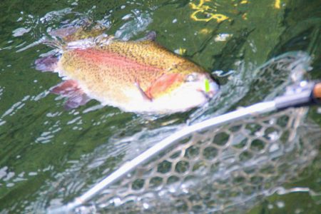 小菅トラウトガーデン 釣果