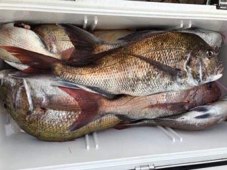 幸風（さちかぜ） 釣果