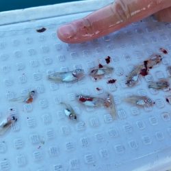 遊漁船 ニライカナイ 釣果