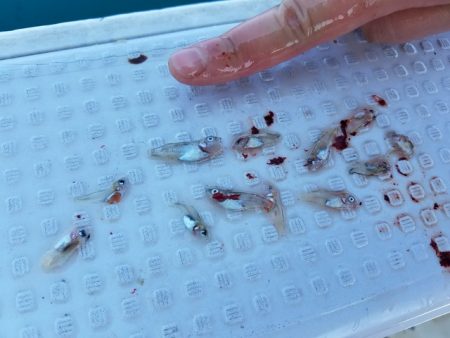 遊漁船 ニライカナイ 釣果