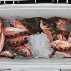 大進丸(新潟) 釣果