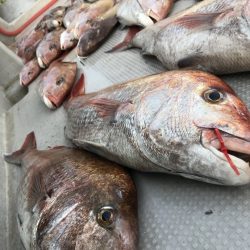 寿裕 （YOSHIHIRO） 釣果