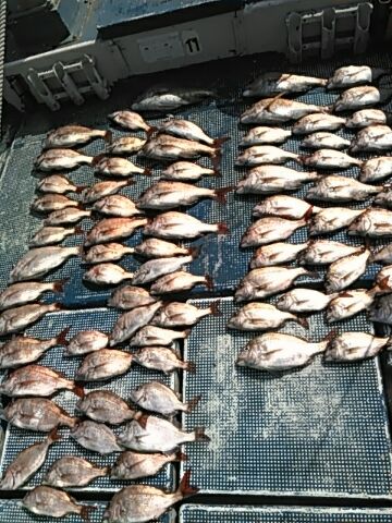 フィッシングガイド りょう 釣果