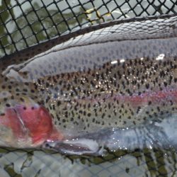 小菅トラウトガーデン 釣果