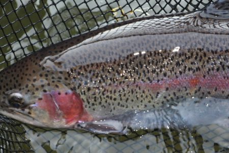 小菅トラウトガーデン 釣果