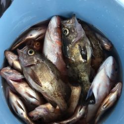 第二辰丸 釣果