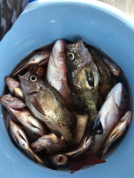 第二辰丸 釣果