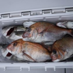 遊漁船 幸友丸 釣果