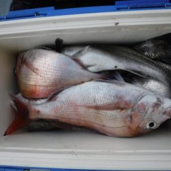 遊漁船 幸友丸 釣果