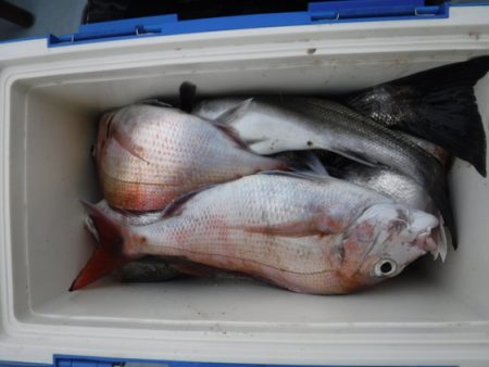 遊漁船 幸友丸 釣果