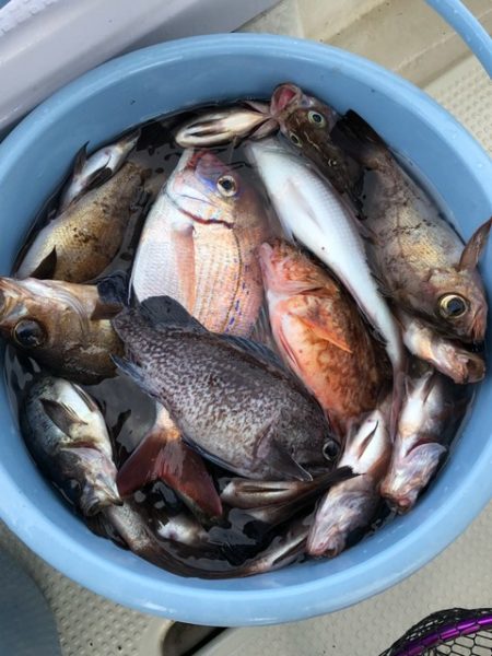 第二辰丸 釣果
