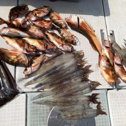 ふじしめ丸 釣果