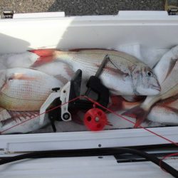 大進丸(新潟) 釣果