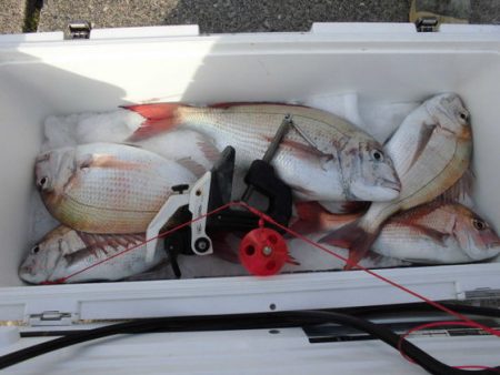 大進丸(新潟) 釣果