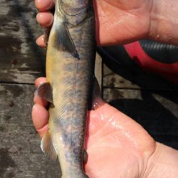 小菅トラウトガーデン 釣果