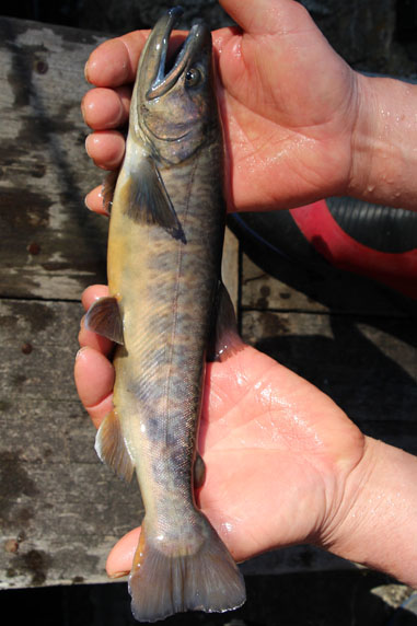 小菅トラウトガーデン 釣果