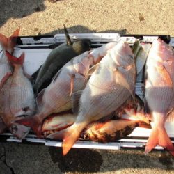 大進丸(新潟) 釣果