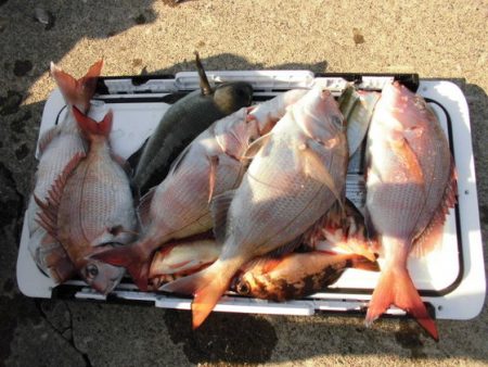 大進丸(新潟) 釣果