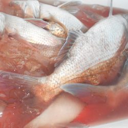 こうゆう丸 釣果