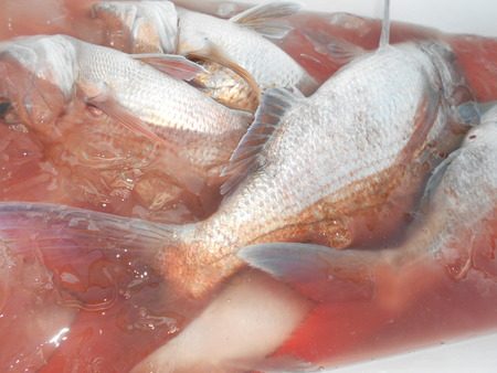 こうゆう丸 釣果