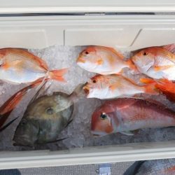 へいみつ丸 釣果