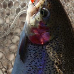 小菅トラウトガーデン 釣果