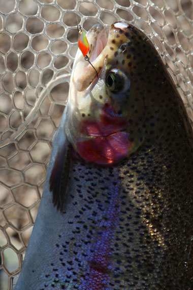 小菅トラウトガーデン 釣果