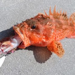 へいみつ丸 釣果