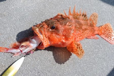 へいみつ丸 釣果