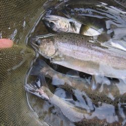 狩野川（狩野川漁業協同組合） 釣果