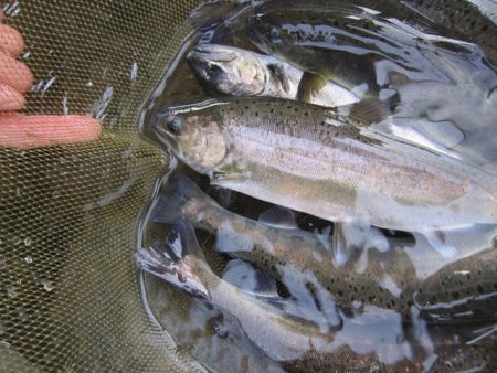 狩野川（狩野川漁業協同組合） 釣果