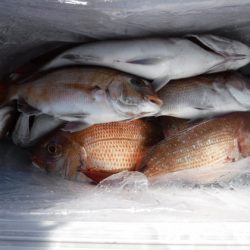 遊漁船 幸友丸 釣果