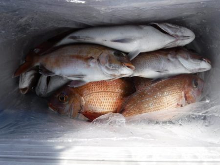 遊漁船 幸友丸 釣果