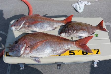 へいみつ丸 釣果