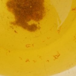 遊漁船 ニライカナイ 釣果