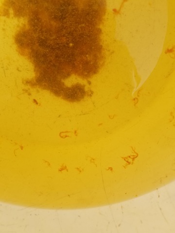 遊漁船 ニライカナイ 釣果