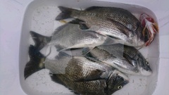 まこと渡船 釣果