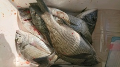 まこと渡船 釣果