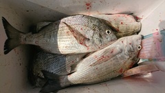 まこと渡船 釣果