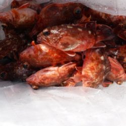 遊漁船 幸友丸 釣果