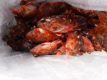 遊漁船 幸友丸 釣果