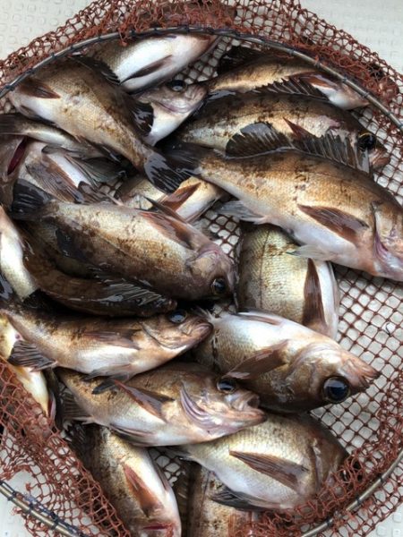 第二辰丸 釣果