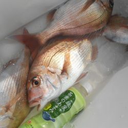 こうゆう丸 釣果