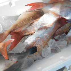 こうゆう丸 釣果