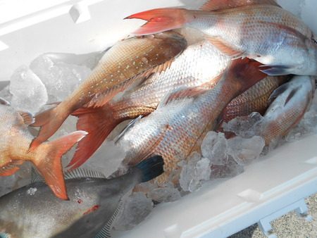 こうゆう丸 釣果